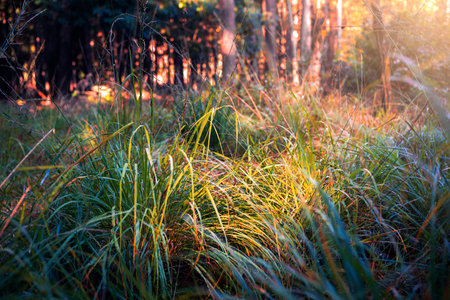 High grasses in the forest lit by the rays of the rising sun. Cobwebs spread on the grass