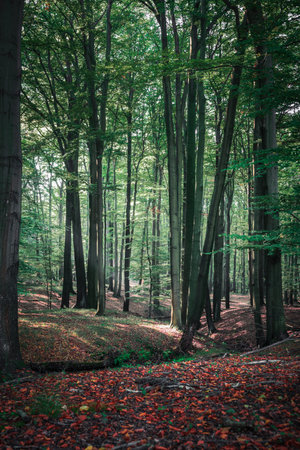 Beech forest, green leaves and brown foliage. Rays of sun shining through the trees. Beautiful,...