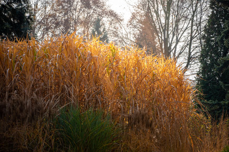 Composition of groups of ornamental grass in the time of autumn. Colorful trees in the background....