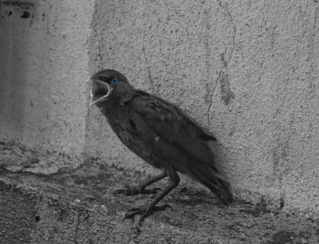 Young dawの写真素材