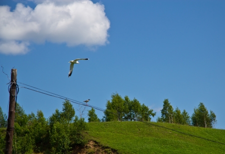 Two birdsの写真素材