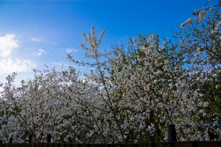 Spring flowering of apple-treesの写真素材