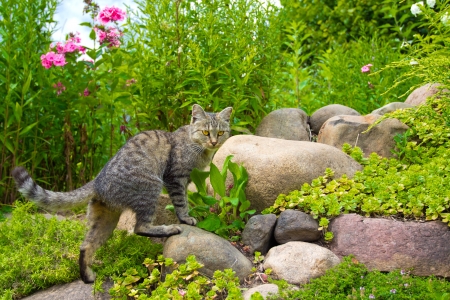 The cat hunts on stonesの写真素材