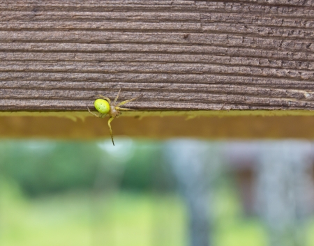 The yellow spider creeps on a wooden handrailの写真素材