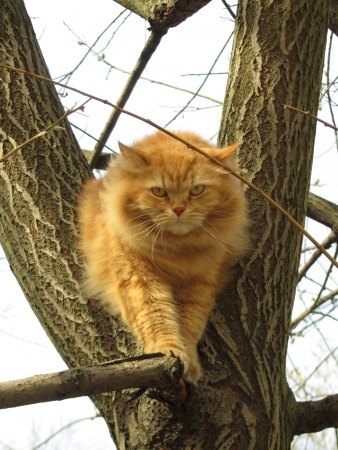 The cat goes between treesの写真素材