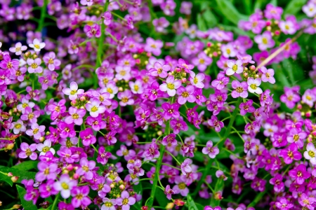 Wet after watering flowersの写真素材