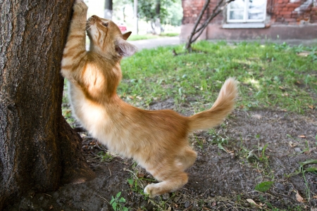The kitten sharpening its claws on a treeの写真素材