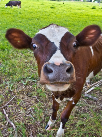 The calf is interested in new peopleの写真素材
