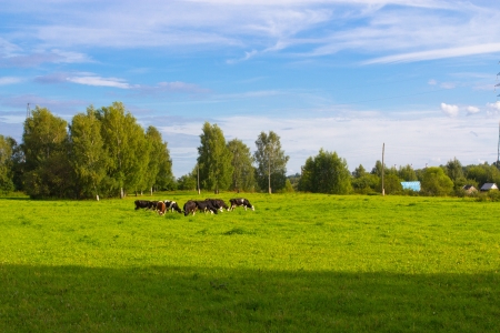 Cows graze in the meadowの写真素材