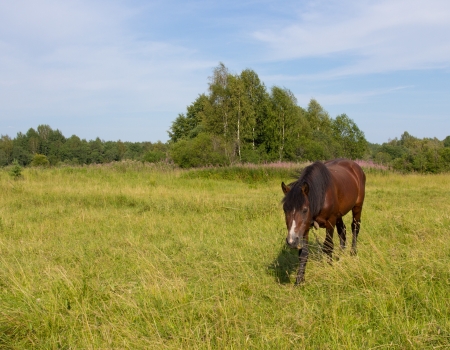 The horse grazes in a meadowの写真素材