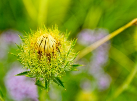 Spiny flower grows on a golden summer meadow in the countrysideの写真素材