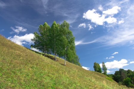 Birch trees growing on a hill near the village. Russia, Yaroslavlの写真素材