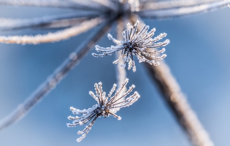 Ice crystals, which are located on the dried winter flowersの写真素材