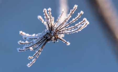Ice crystals, which are located on the dried winter flowersの写真素材