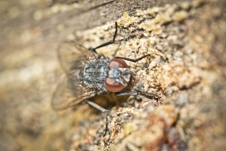 A fly sits on tree bark alone autumn afternoon. Macroの写真素材