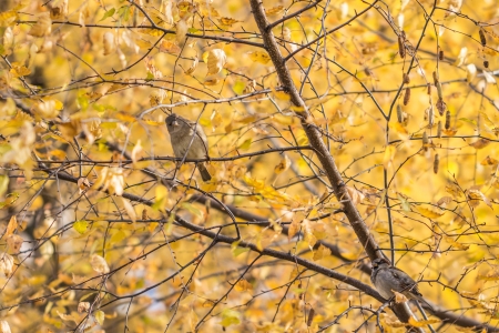 Birds sitting on a birch with yellowed autumn leaves. Russiaの写真素材