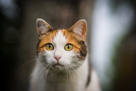 Cat sitting on a fence in a cloudy day, outdoors shotの写真素材