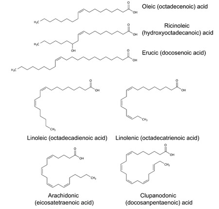 Structural chemical formulas of unsaturated fatty acids  oleic, ricinoleic, erucic, linoleic, linolenic, arachidonic, clupanodonic  , 2d illustration, vector, isolated on whiteのイラスト素材