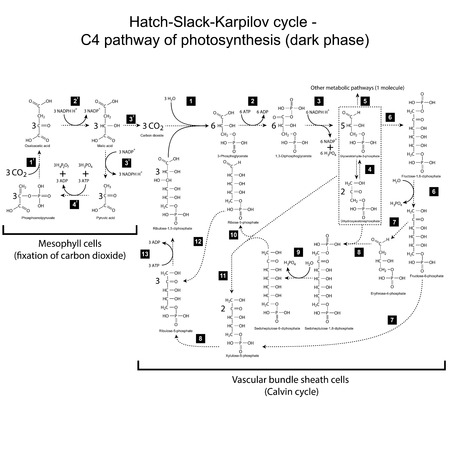 Chemical scheme of Hatch Slack Karpilov cycle のイラスト素材