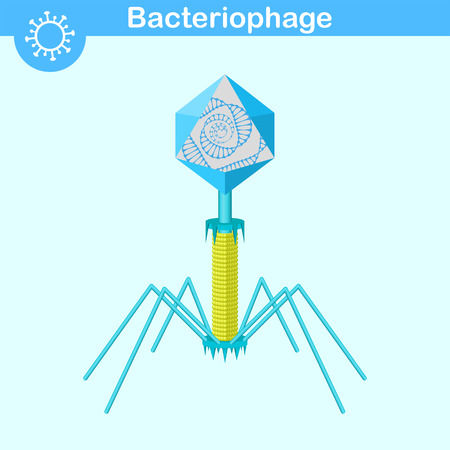 Bacteriophage - bacterial dna virus with opened capsid and dna spiral, 3d vectorのイラスト素材