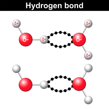 Hydrogen bond chemical illustration,  ionic interaction, 3d water model, vector isolated on white backgroundのイラスト素材