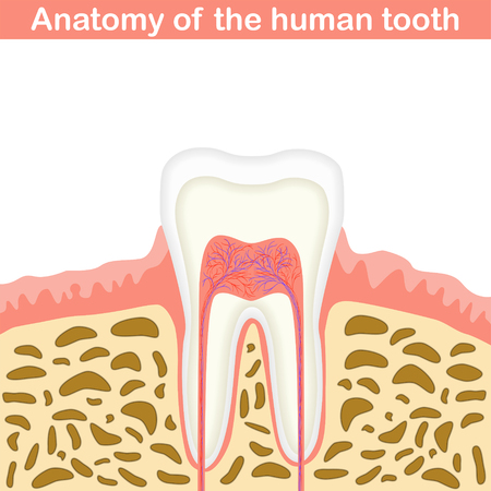 Anatomy of human tooth illustration, unmarked medical scheme, 2d vector on white background, のイラスト素材