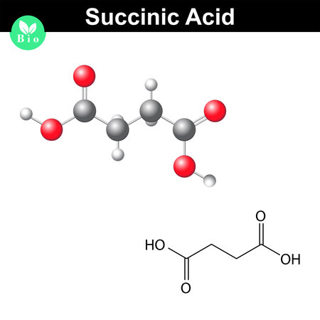 Succinic acid molecule, succinate, structural chemical formula and model, 2d & 3d vector, isolated on white background, eps 8