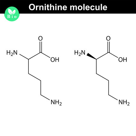 Ornithine molecular structure, chemical formula, 2d illustration, vector on white background.のイラスト素材