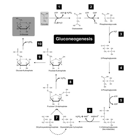 Gluconeogenesis metabolic pathway, 2d biochemical process vector illustration on white background, eps 8のイラスト素材