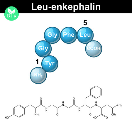 Leu-enkephalin molecule and model, 2d and 3d vector illustration, isolated on white background, eps 10のイラスト素材