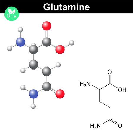 Glutamine proteinogenic amino acid - chemical formula and model, 2d and 3d illustration, vector isolated on white backgroundのイラスト素材
