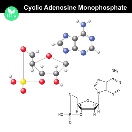 Cyclic adenosine monophosphate chemical structure and model, important signaling molecule, scientific 3d vector illustration, isolated on white backgroundのイラスト素材