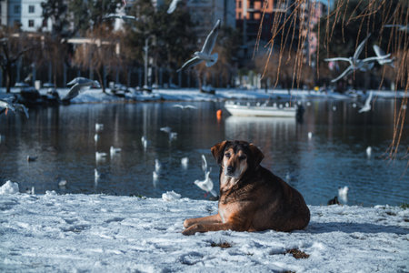 A dog is comfortably laying in the fresh snow near a beautiful lakeの写真素材