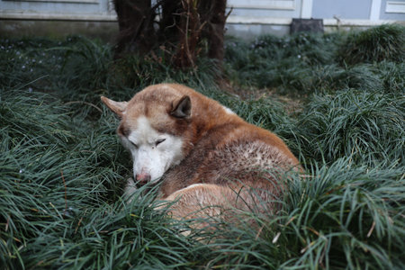 A brown and white dog is peacefully laying in the green grass