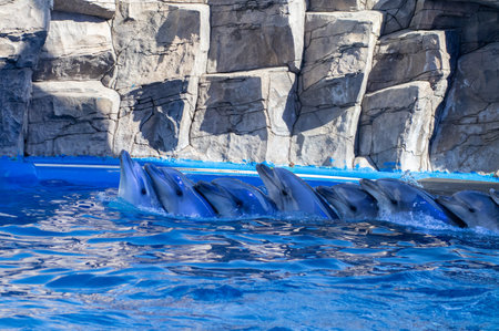 A playful group of dolphins is happily swimming in a large poolの写真素材