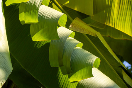 A close up of a vibrant banana leaf with the warm sun shining through itの写真素材