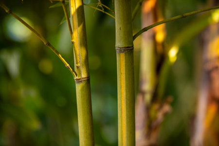 This is a closeup view of a bamboo tree set against a lush green backgroundの写真素材