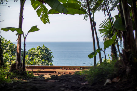 A picturesque view of the vast ocean through a lush green forestの写真素材