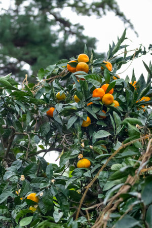 A large tree that has many oranges growing on its branchesの写真素材
