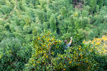 A man is currently picking fresh oranges from a tree located in a forestの写真素材
