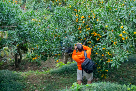 A man is capturing a photograph of oranges growing in a beautiful orchardの写真素材
