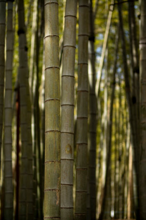 A Serene Bamboo Forest featuring Towering Stems and lush greenery, perfect for peaceful explorationの写真素材