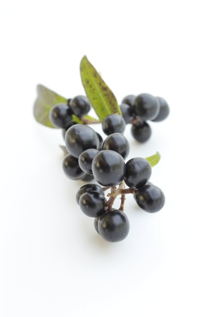 Macro photo of berriesの写真素材