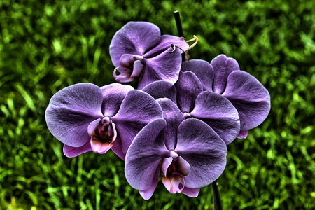 Orchid in HDR