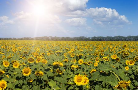 sunflower fieldの写真素材