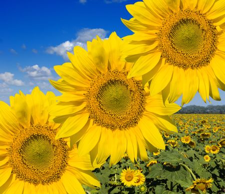 sunflower fieldの写真素材