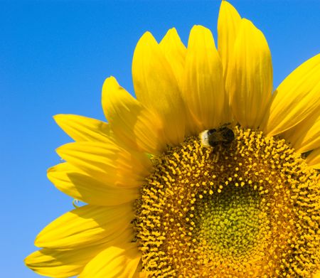 bee is working on refined sunflowerの写真素材