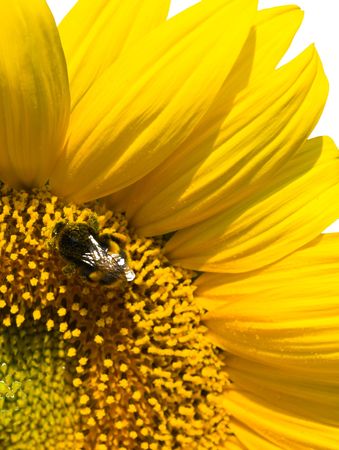 small bee is working on refined sunflowerの写真素材