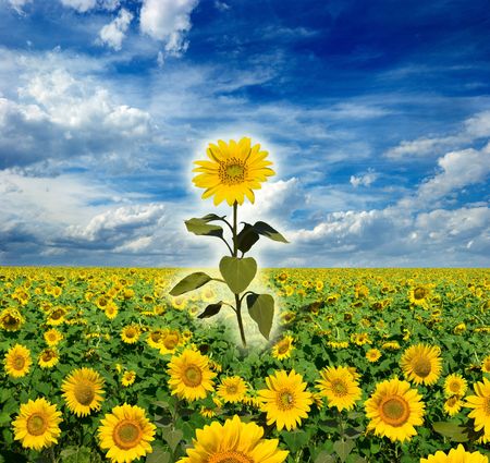 beautiful landscape of sunflowersの写真素材