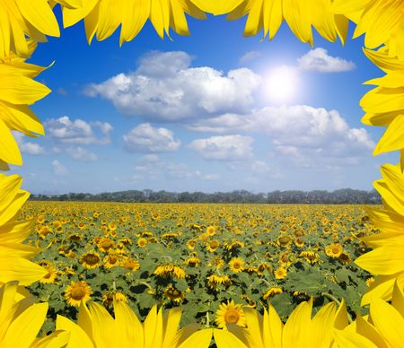 beautiful landscape of sunflowers in leafes frameの写真素材